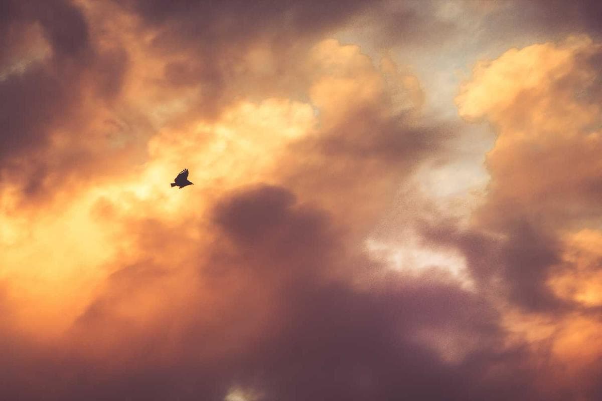 Effortless AVIF to JPEG Conversion: Why and How